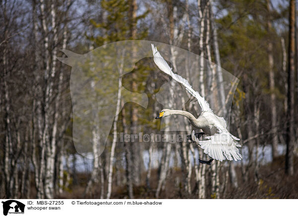 Singschwan / whooper swan / MBS-27255