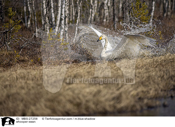 whooper swan / MBS-27258