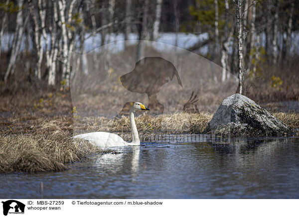 whooper swan / MBS-27259