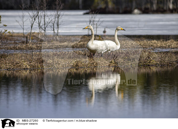 Singschwne / whooper swans / MBS-27260