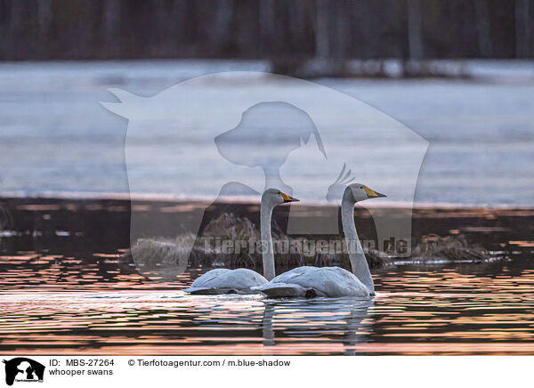 whooper swans / MBS-27264