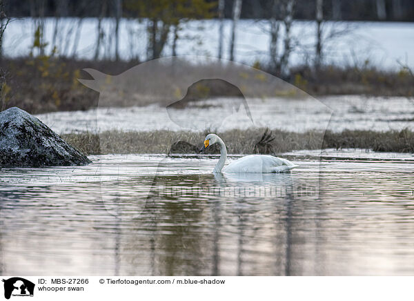 Singschwan / whooper swan / MBS-27266