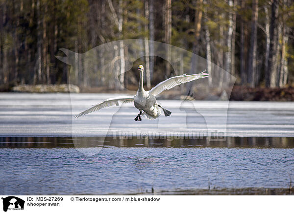 whooper swan / MBS-27269