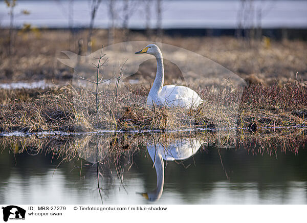 whooper swan / MBS-27279