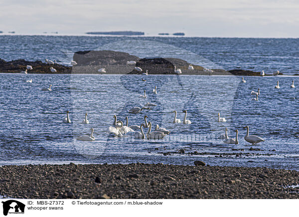 whooper swans / MBS-27372