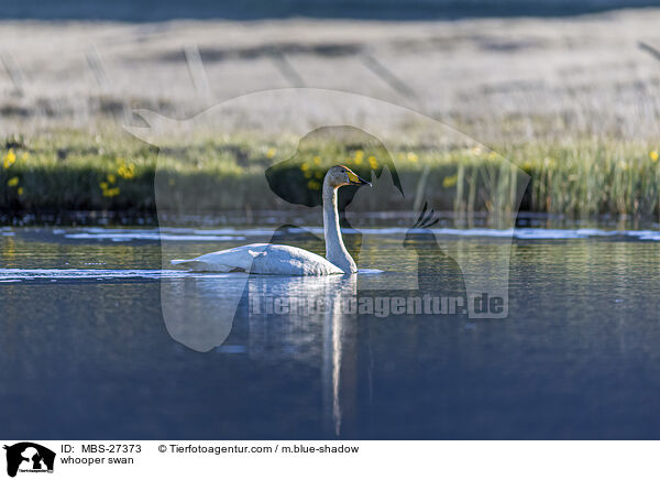 whooper swan / MBS-27373