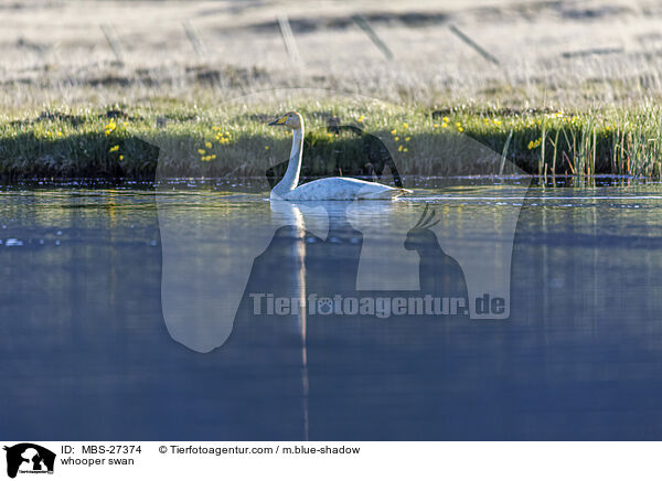 whooper swan / MBS-27374