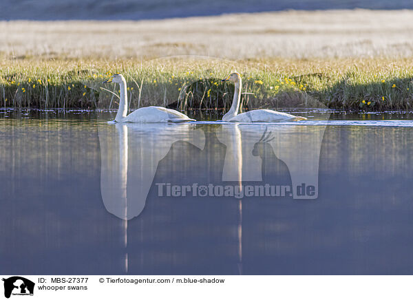 Singschwne / whooper swans / MBS-27377