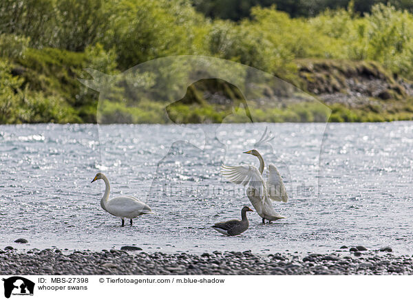 whooper swans / MBS-27398
