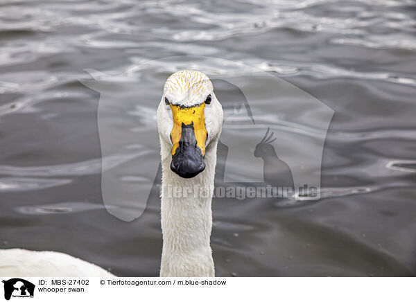 whooper swan / MBS-27402