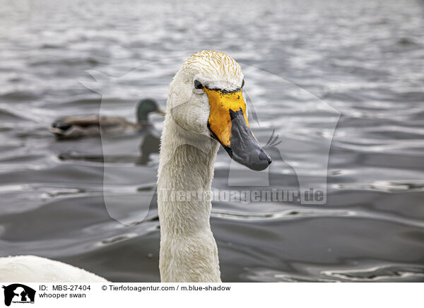 whooper swan / MBS-27404