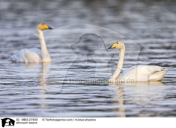 Singschwne / whooper swans / MBS-27890