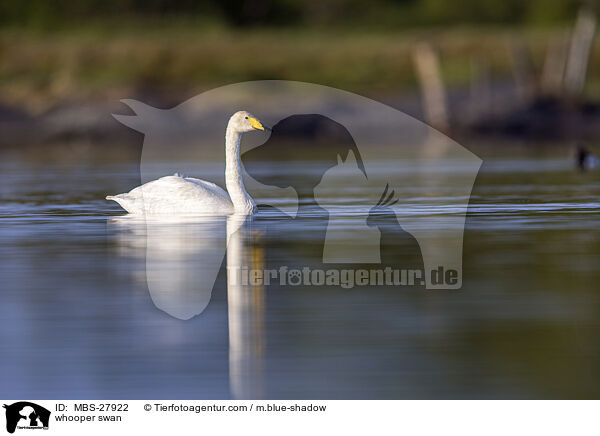 Singschwan / whooper swan / MBS-27922