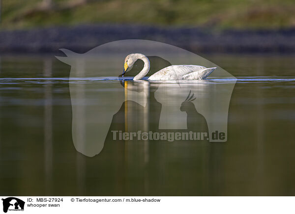 whooper swan / MBS-27924