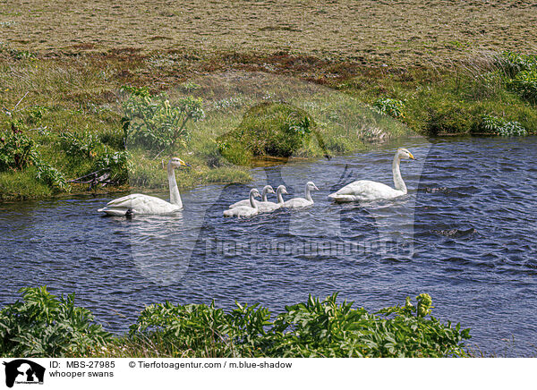 whooper swans / MBS-27985