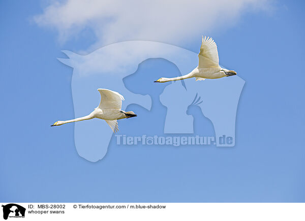 whooper swans / MBS-28002