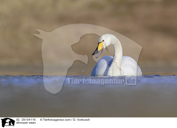 whooper swan / DV-04116