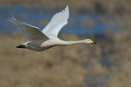 whooper swan