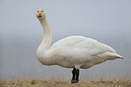 whooper swan