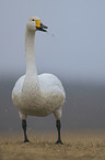 whooper swan