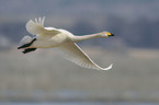 whooper swan