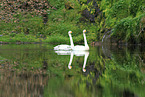 whooper swans