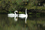 whooper swans