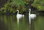 whooper swans