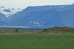 whooper swans