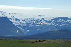 whooper swans