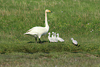 whooper swans