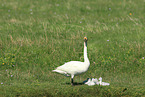 whooper swans