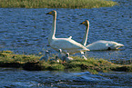 whooper swans