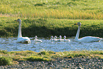 whooper swans