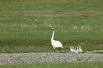 whooper swans