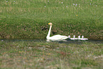 whooper swans