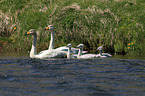 whooper swans