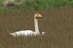 whooper swans