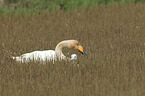 whooper swans