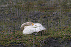 whooper swan