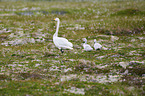 Whooper Swan