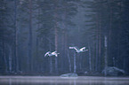flying Whooper Swans