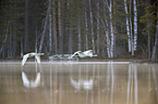 flying Whooper Swans