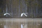 flying Whooper Swans
