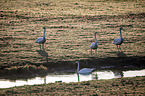 Whooper Swans
