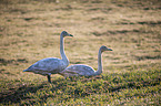 Whooper Swans