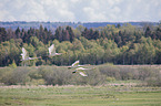 flying Whooper Swans