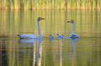 Whooper Swans