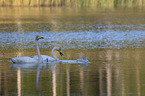 Whooper Swans