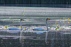 Whooper Swans